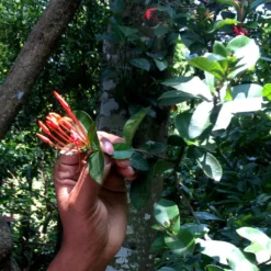 Macis Muskatblüte Gemahlen, BIO, 100g -Bon Cafe Store e023e425dfcb2984e375ba4526a2b6f7